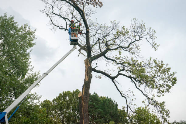 Salem, IL Tree Service Company